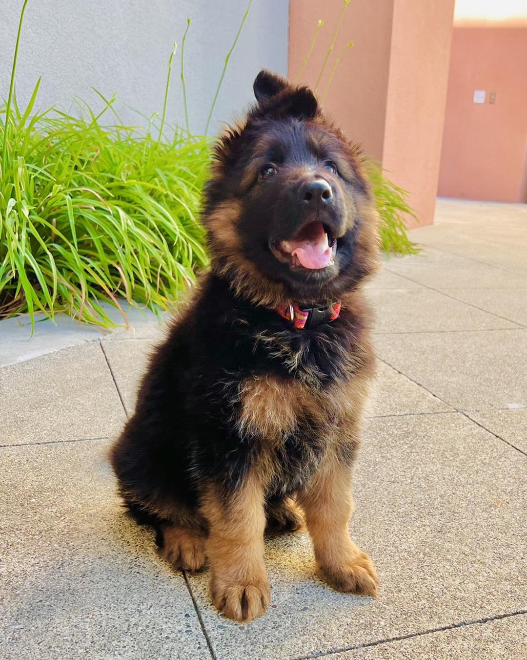 hughstongermanshepherds_1665596380_2947558538243963453_11665762241