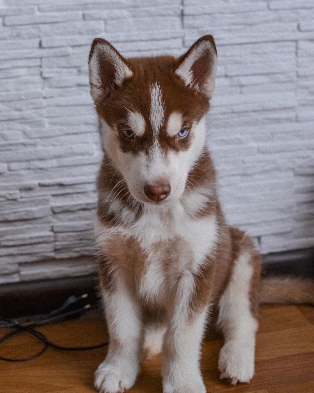 husky.riko_60321000_144581053362089_7469317725937329403_n husky.riko_60321000_144581053362089_7469317725937329403_n