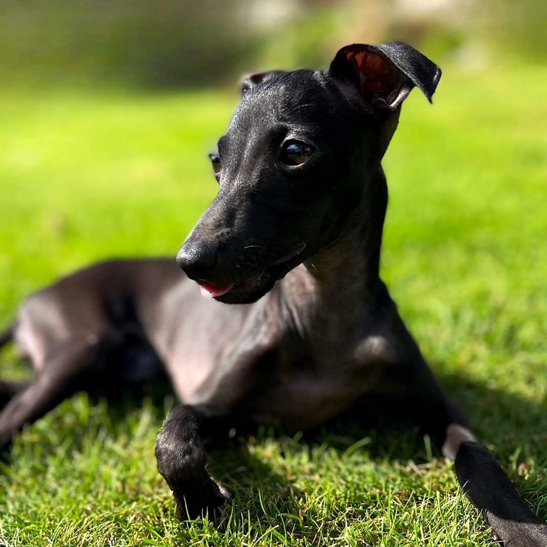 iggycontessa_1661258183_2911167102330355449_54837348362 iggycontessa_1661258183_2911167102330355449_54837348362