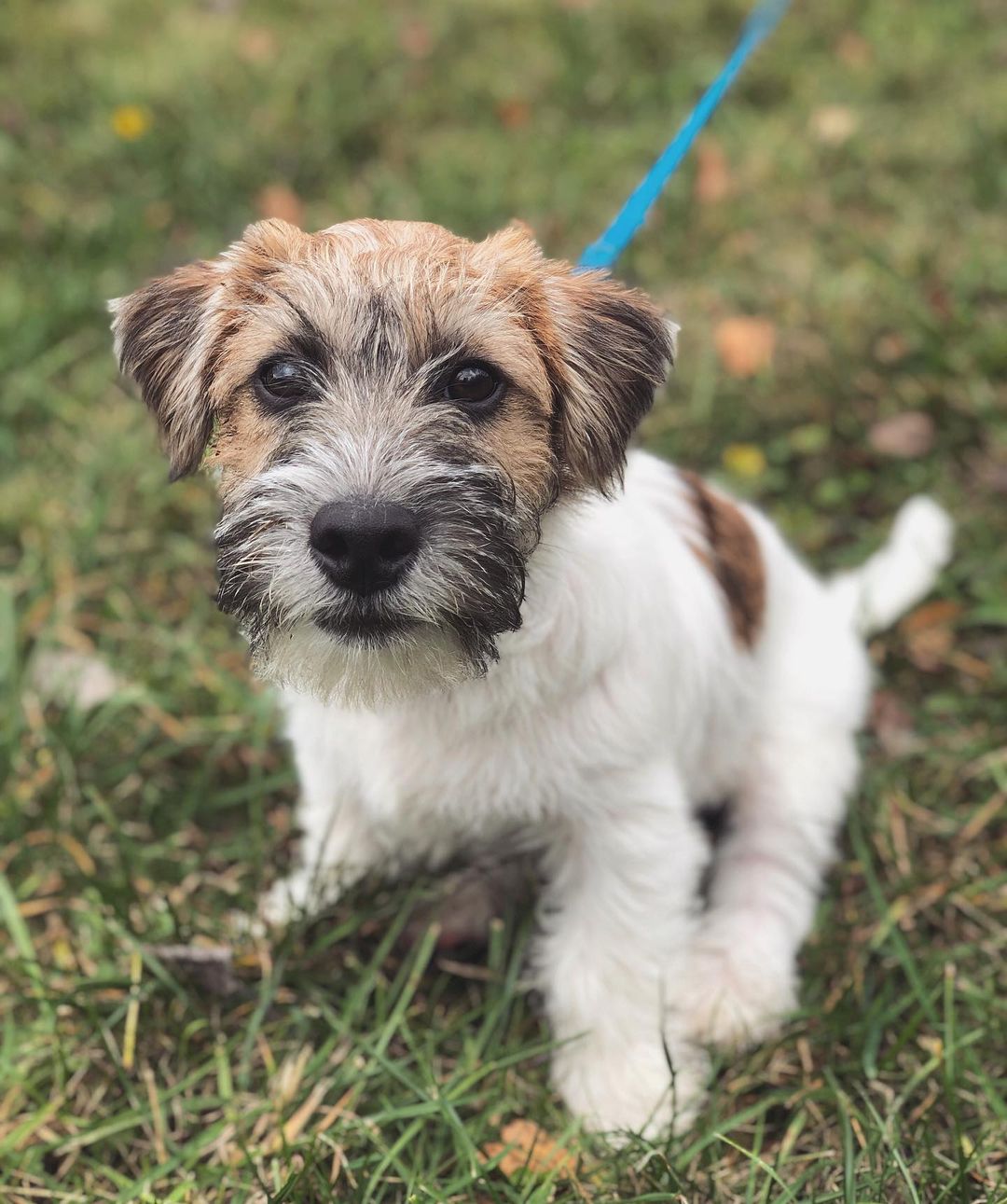 jackrussell_hector_1571833260_2161016476828368544_21987726237 jackrussell_hector_1571833260_2161016476828368544_21987726237
