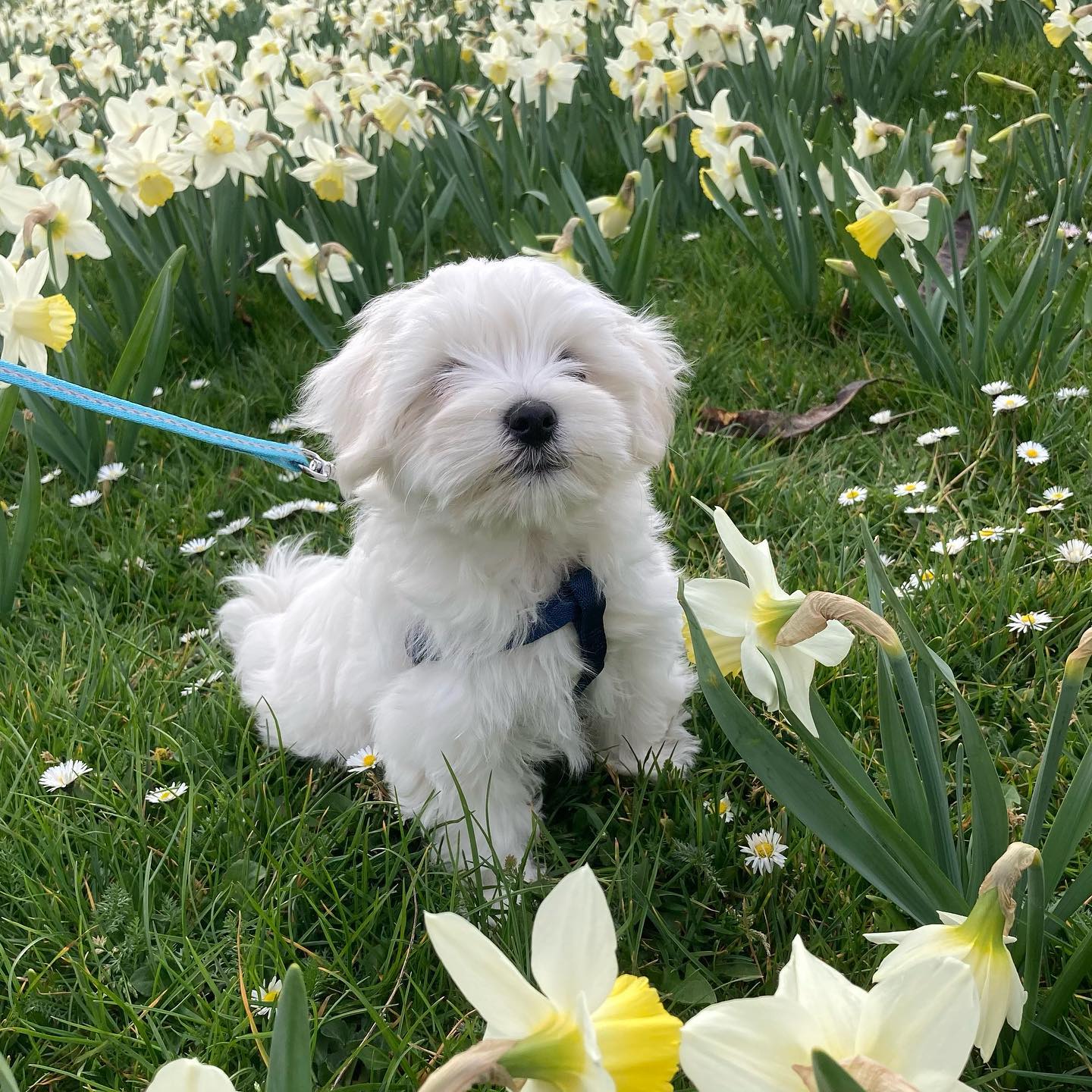 jules_the_maltese_1648481884_2803991735635635394_52220690167 jules_the_maltese_1648481884_2803991735635635394_52220690167