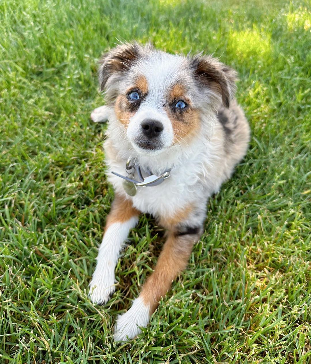 koda.toy.aussie_343162831_1236042703702931_7256476418053569810_n koda.toy.aussie_343162831_1236042703702931_7256476418053569810_n