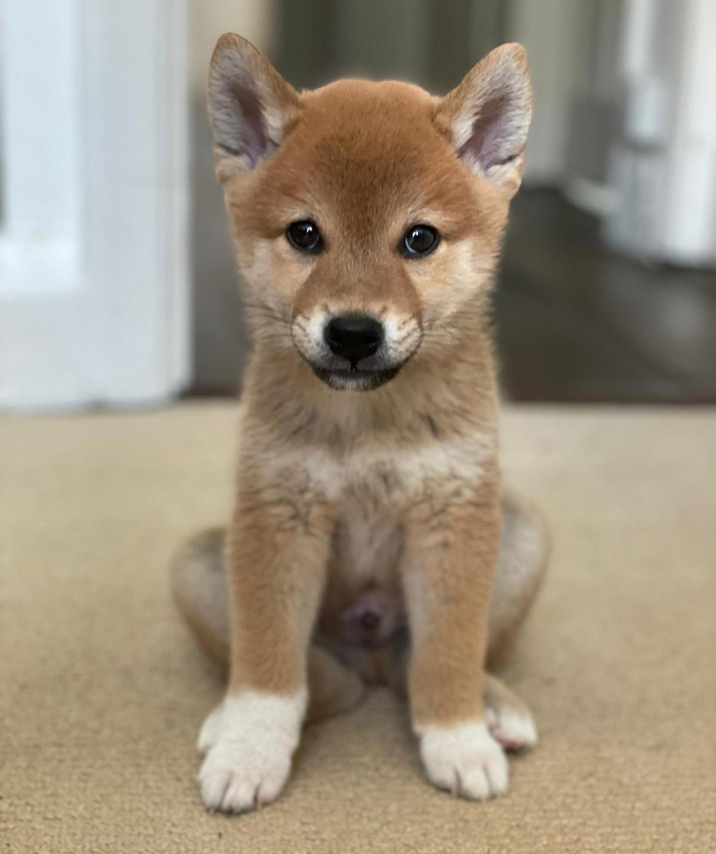 kutsushiba_1629284007_2642948272272484362_48980507354