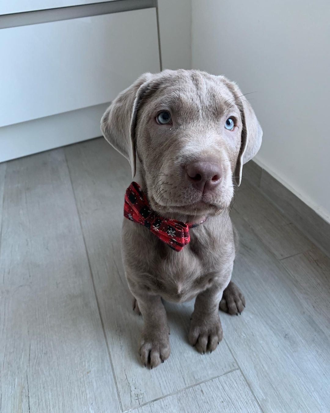 labrador_ludwig_321366063_712336640409978_3254357520665731989_n labrador_ludwig_321366063_712336640409978_3254357520665731989_n