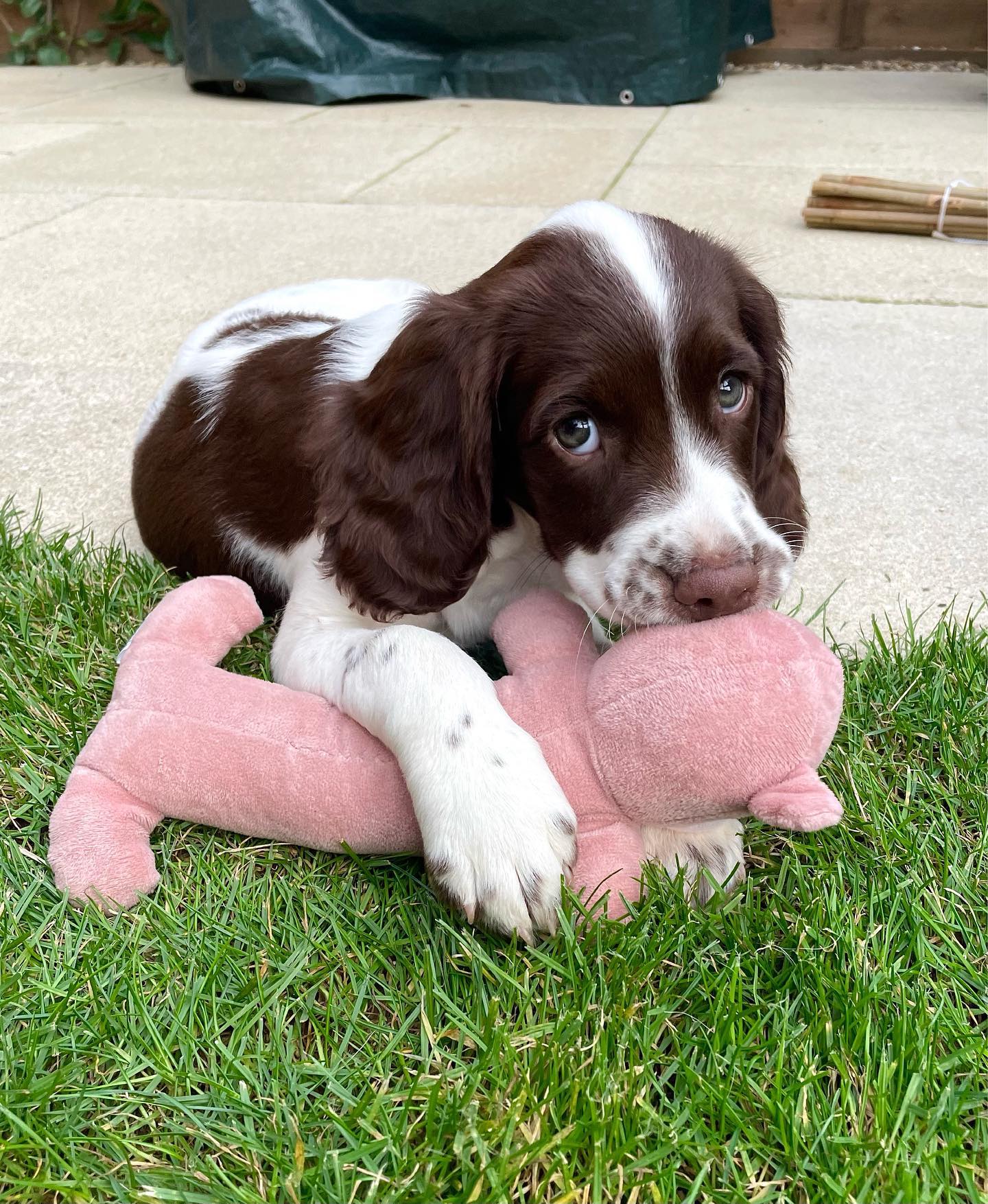 lady_thespringerspaniel_1697653741_3216475169513273264_61284029725 lady_thespringerspaniel_1697653741_3216475169513273264_61284029725