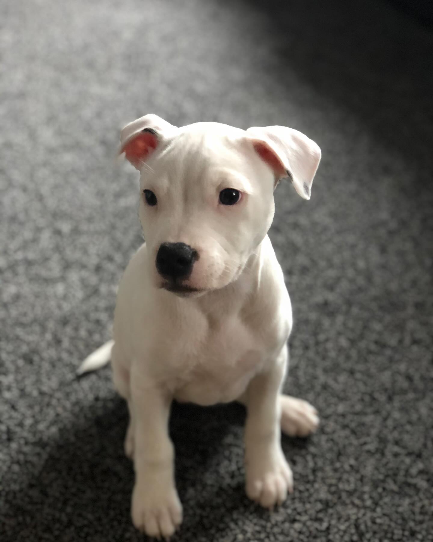 llaney_the_white_staffy_1696001356_3202613958408283268_62043612143