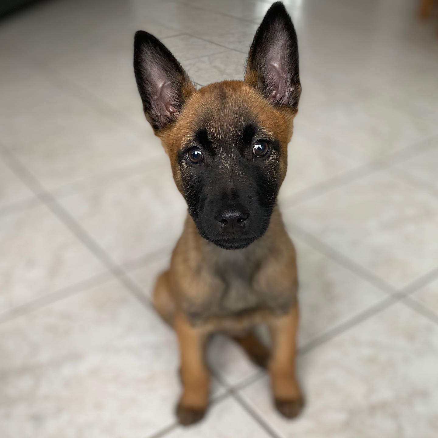 luna Malinois. luna Malinois.
