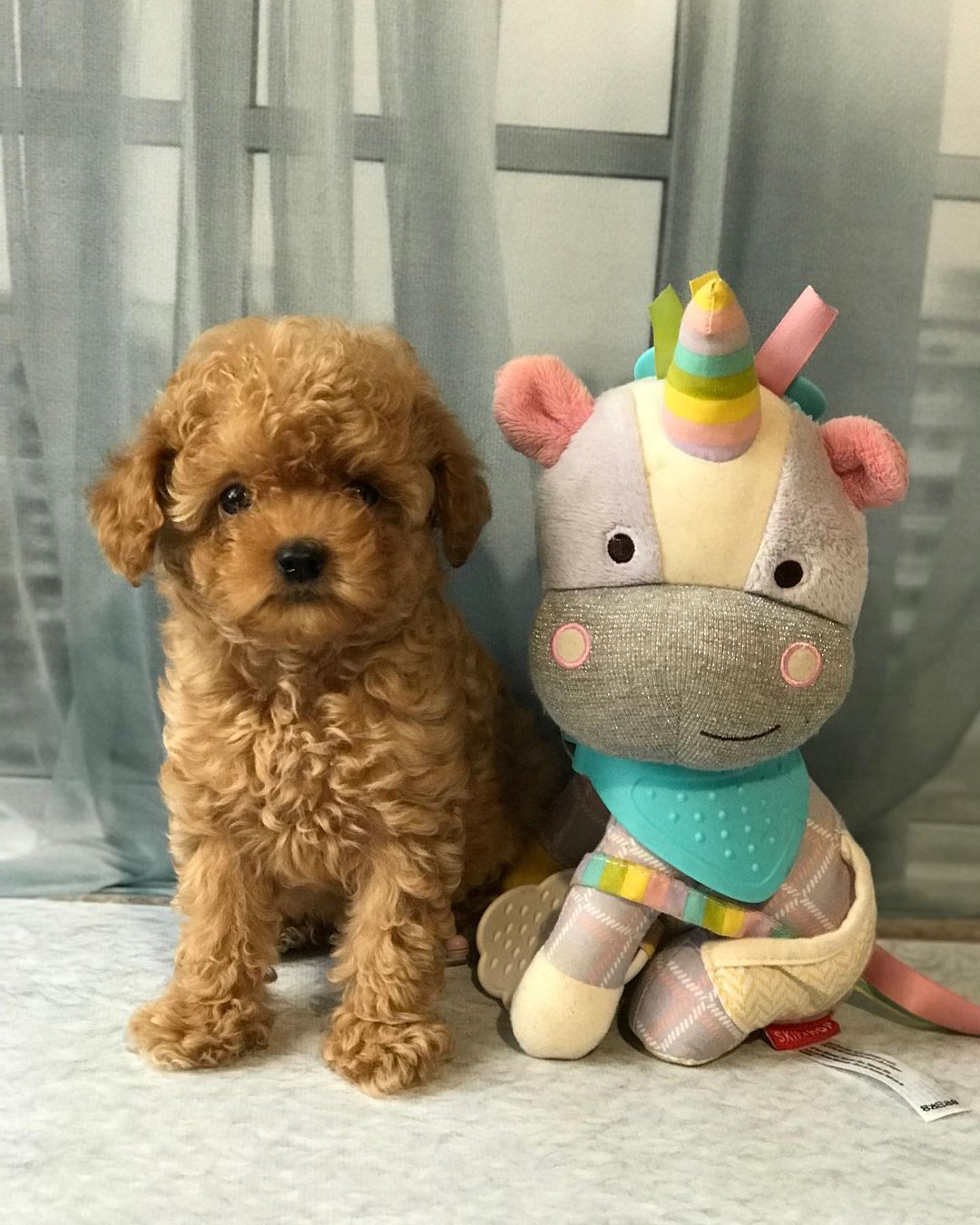maltipoo_ Ella maltipoo_ Ella