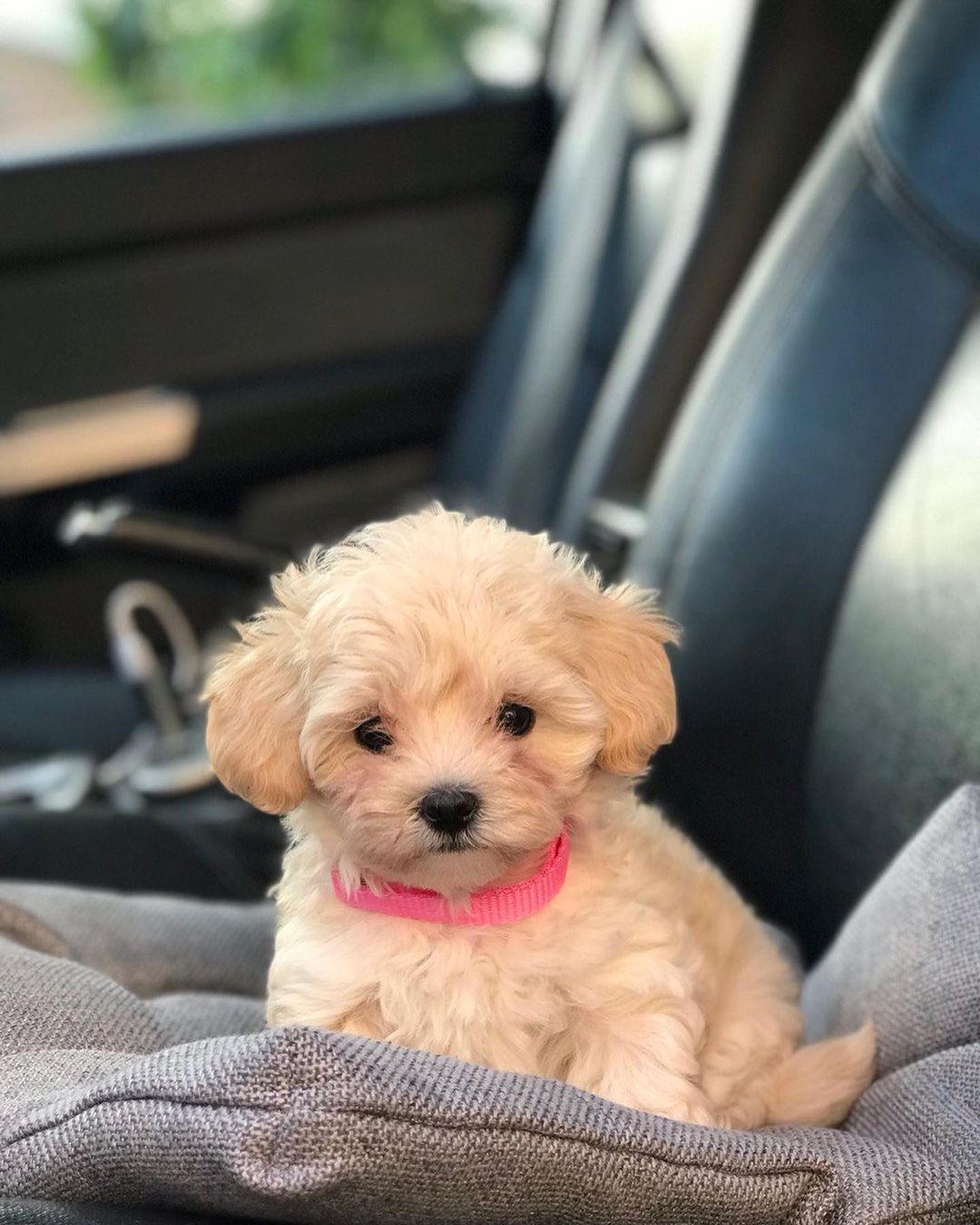 maltipoo_ukrai maltipoo_ukrai
