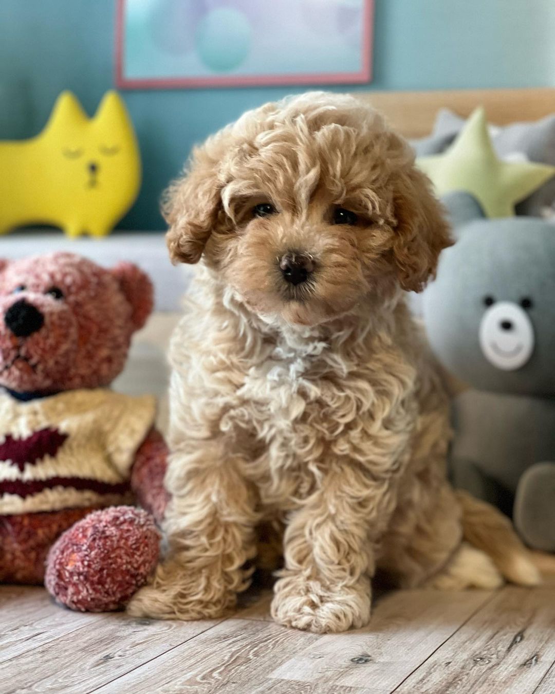 maltipoo_ukraine_official_314998389_501165398611152_4768508336599389363_n