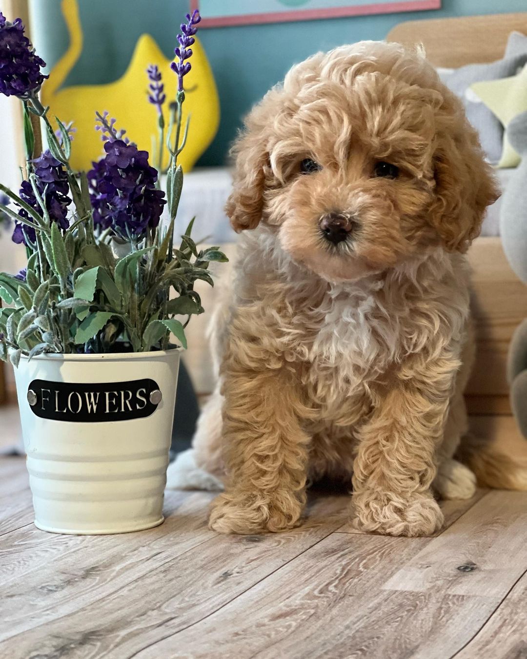 maltipoo_ukraine_official_315205638_140604888484015_4314653728429333059_n maltipoo_ukraine_official_315205638_140604888484015_4314653728429333059_n