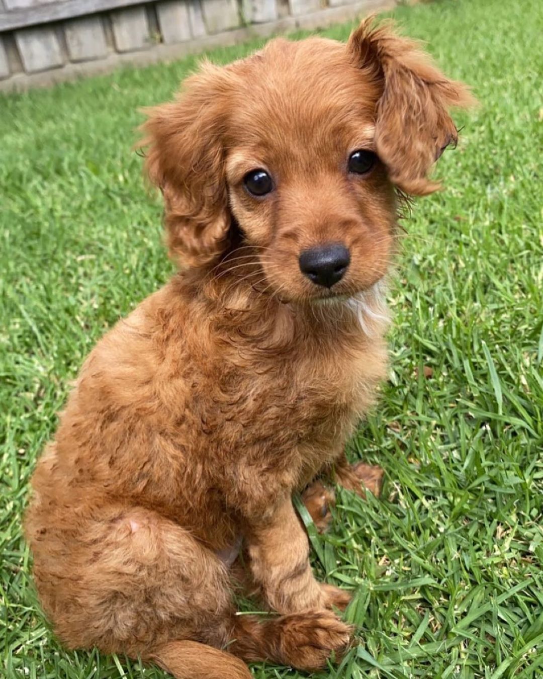 marley.coco_toycavoodle_140664901_243179277316074_4331190595361368164_n