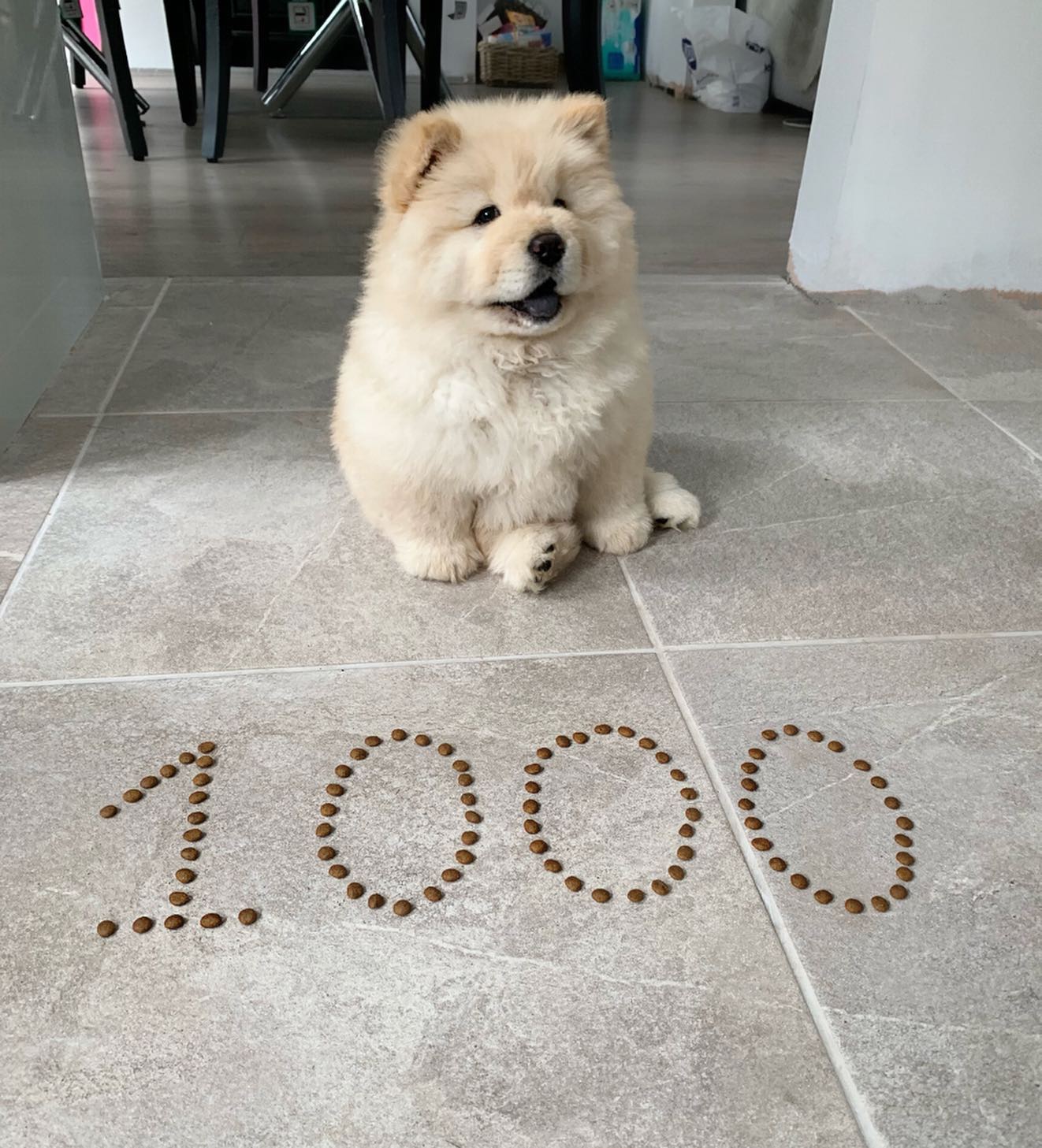 mimi Chow Chow, mimi Chow Chow,