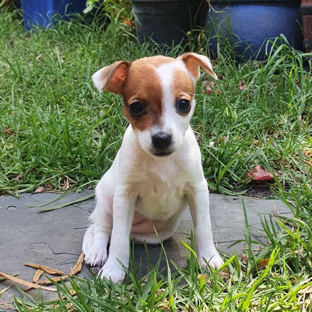 mitzi.adorable_1670747215_2990766870987935371_57191216525 mitzi.adorable_1670747215_2990766870987935371_57191216525