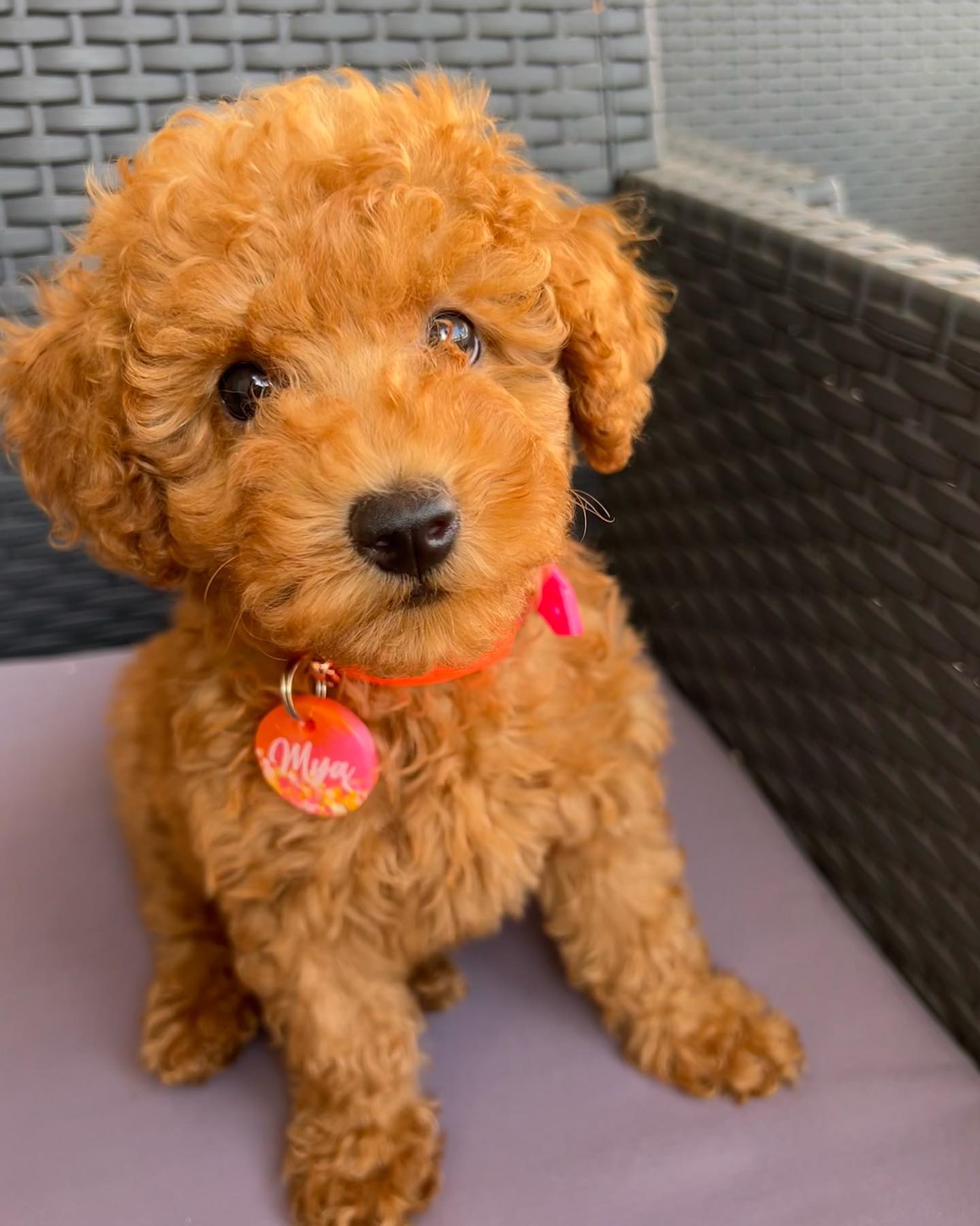 mya_lovelypoodle_1689877507_3151243393428989684_60971798936 mya_lovelypoodle_1689877507_3151243393428989684_60971798936