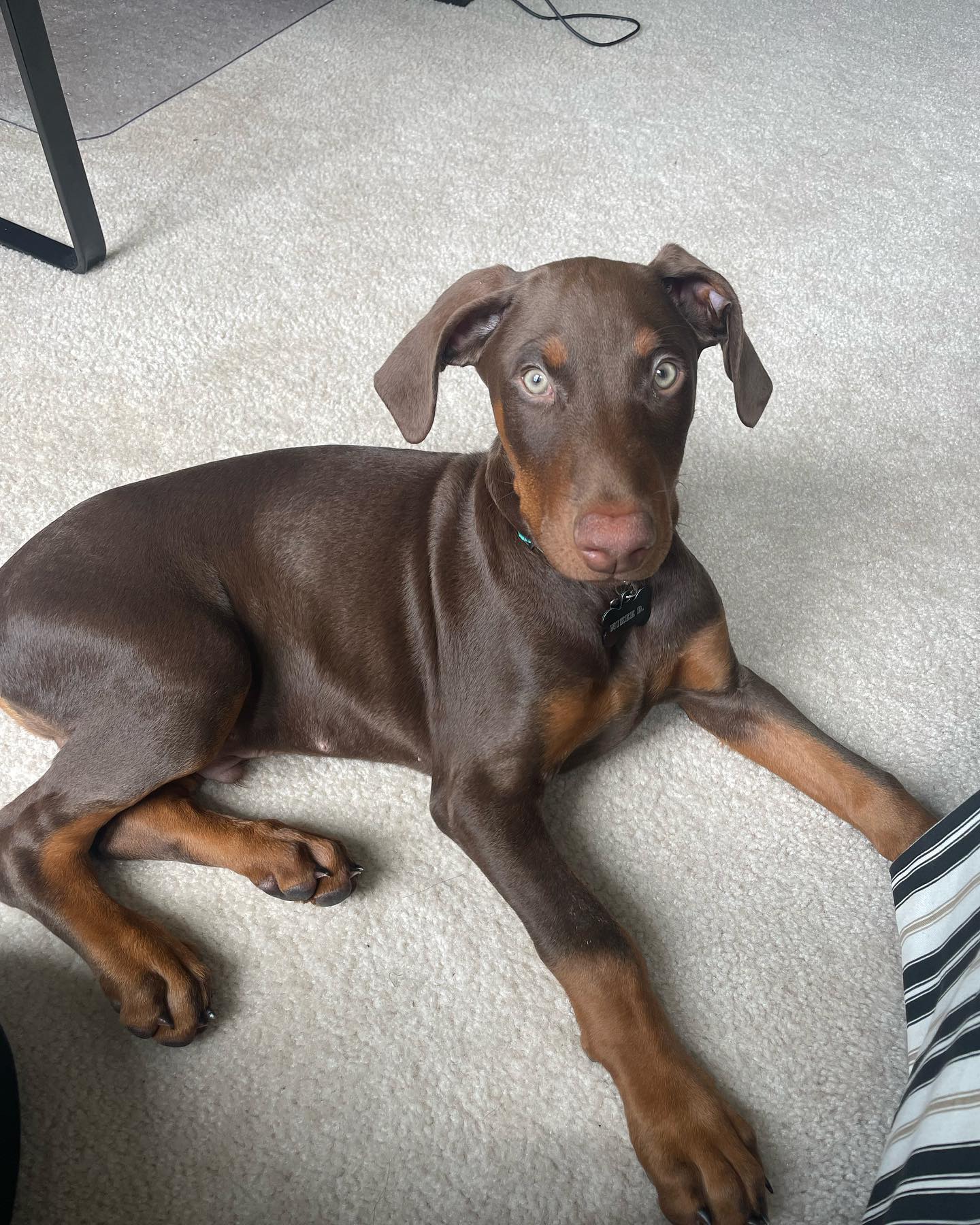 nikee_the_dobbie_1691779146_3167195495118676849_61120242953
