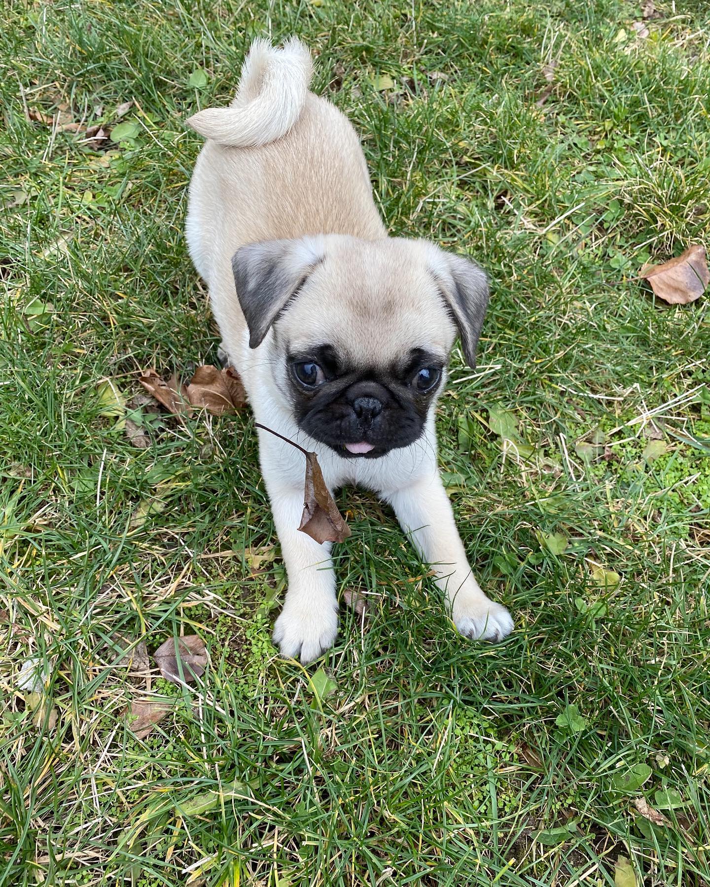 prince_zuko_the_pug_1610586358_2486101022925361776_44840755975 prince_zuko_the_pug_1610586358_2486101022925361776_44840755975