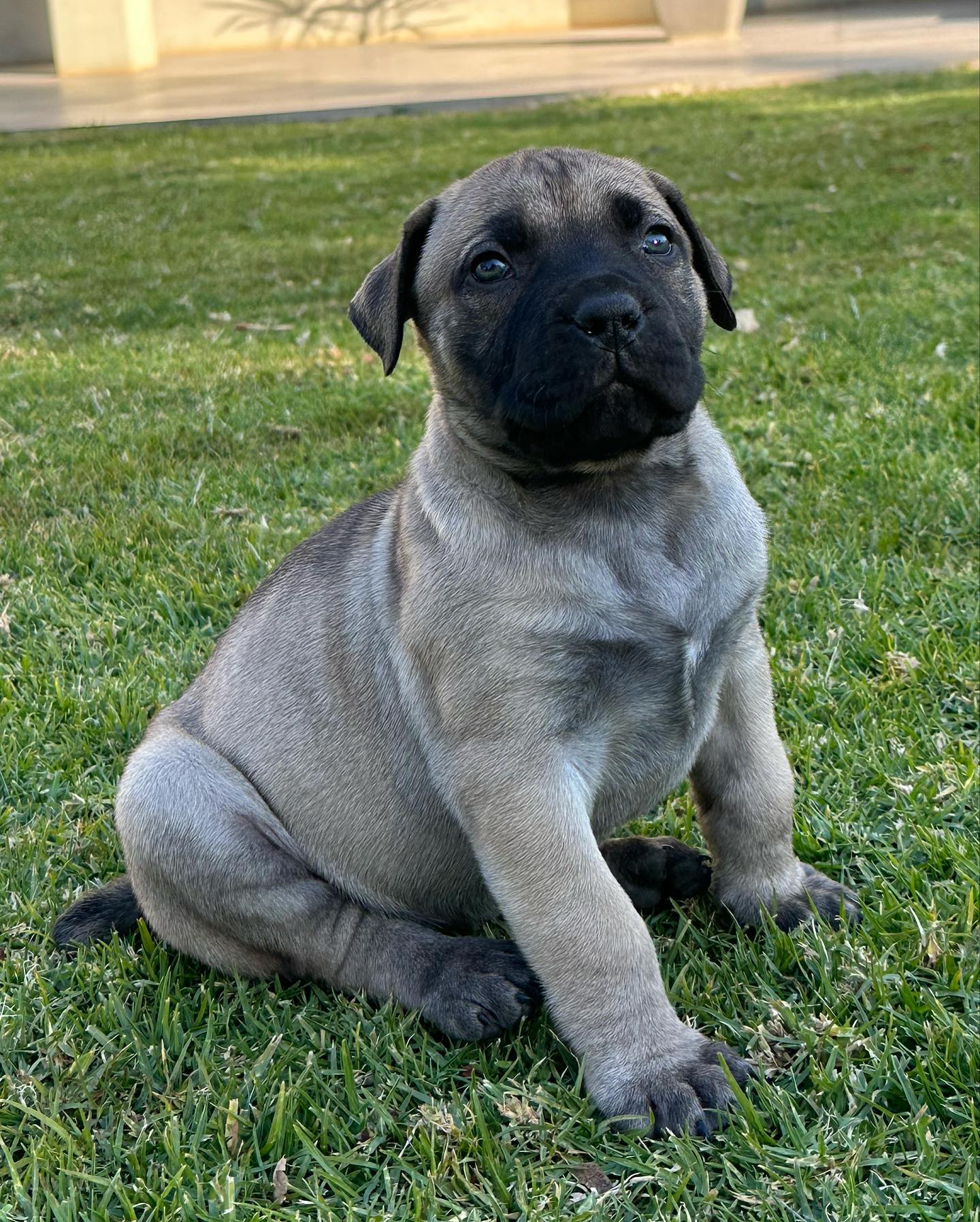 prodigious_boerboels_1688312675_3138116629794158944_45695678701