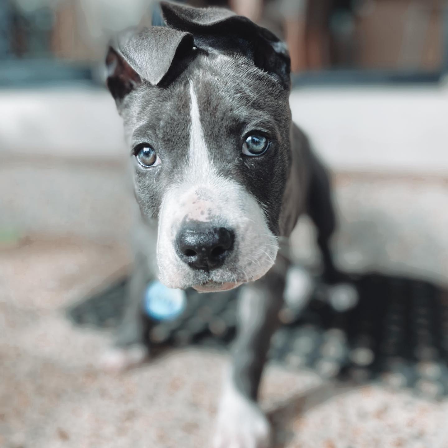 rocky.americanstaffy_1629110327_2641491334869126575_49032523531