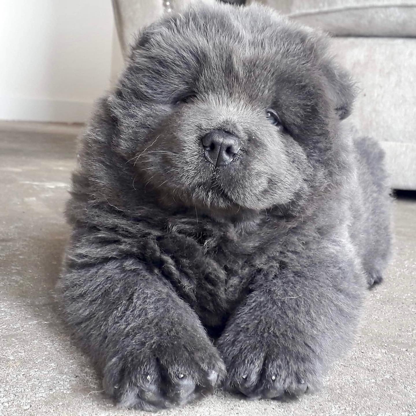 rocky.the.blue.chow.chow_1603373456_2425594815747307865_41240080615 rocky.the.blue.chow.chow_1603373456_2425594815747307865_41240080615