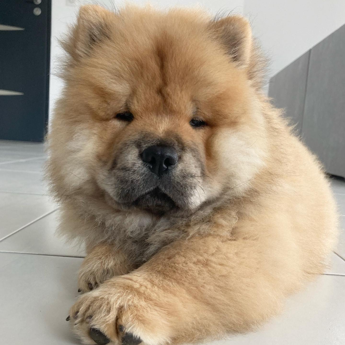 samy_the_french_chow_1629109836_2641487215283340929_49025612854 (1)