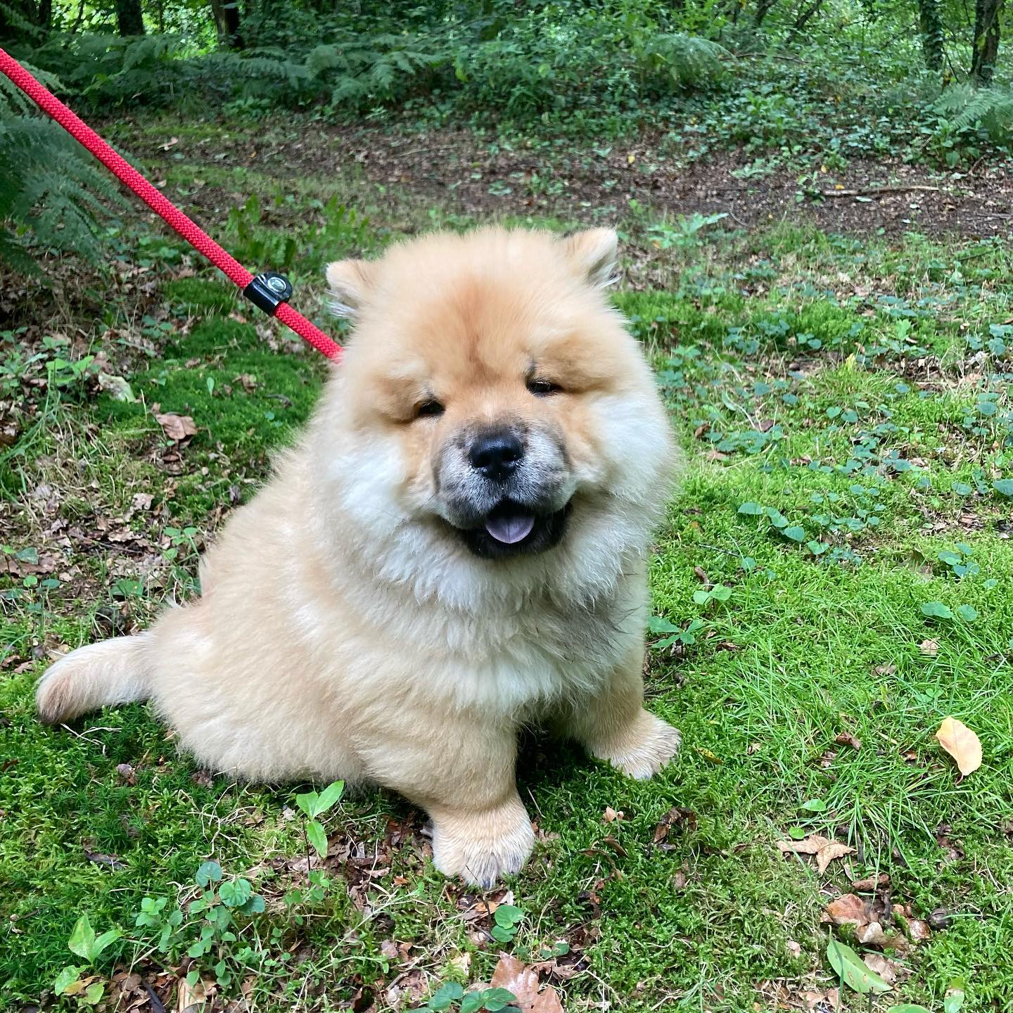 samy_the_french_chow_1629286072_2642965590178921804_49025612854 samy_the_french_chow_1629286072_2642965590178921804_49025612854
