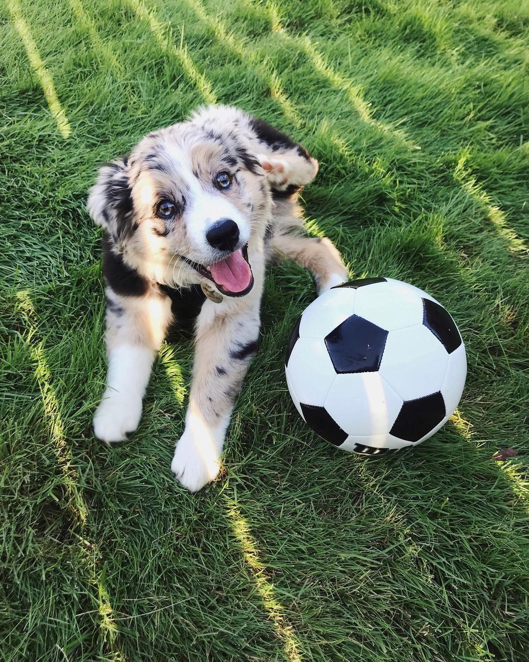 thegoodboy_66818824_515482185881284_1673113300344870169_n thegoodboy_66818824_515482185881284_1673113300344870169_n