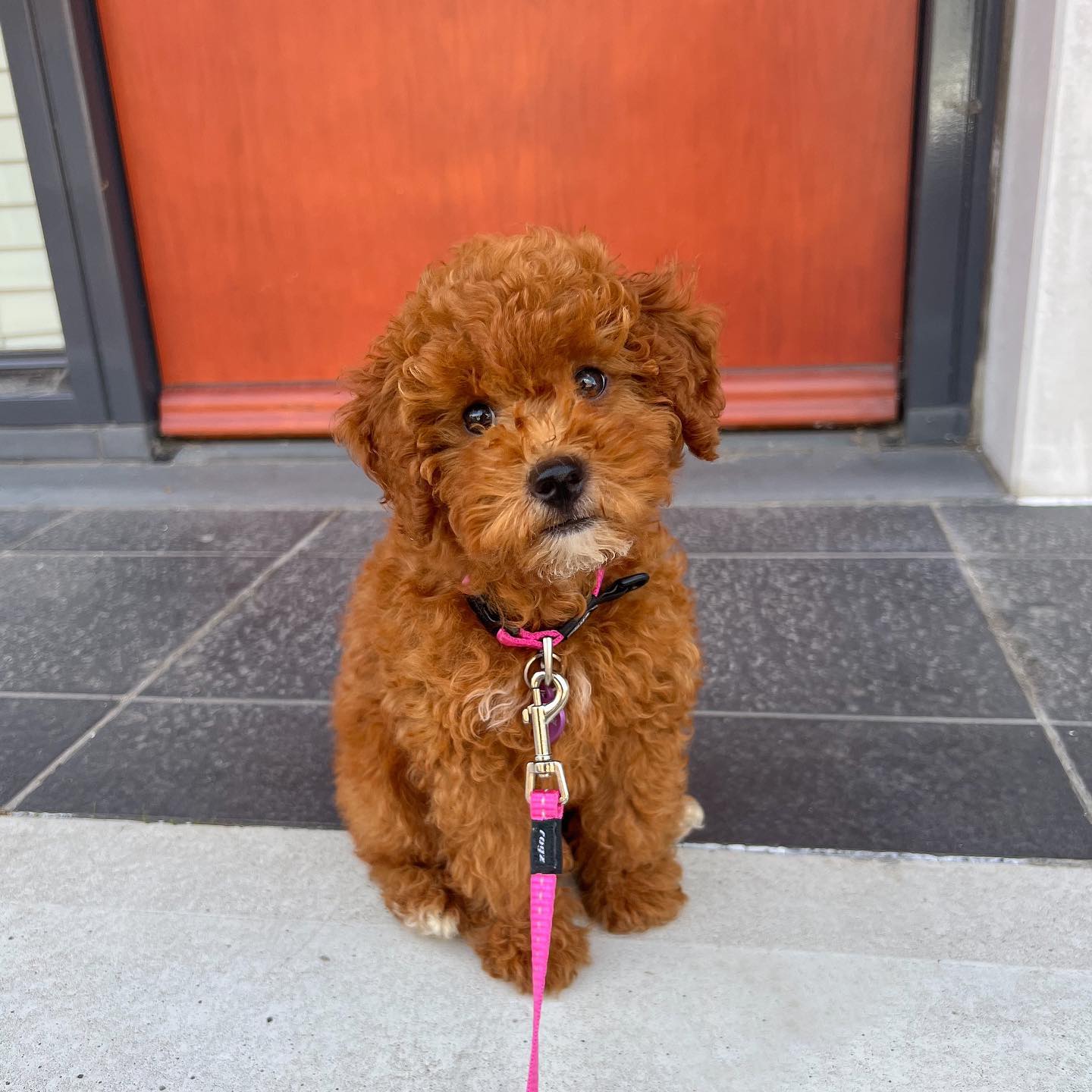 toy.poodle.gigi_1689586140_3148799226359784709_61208152093