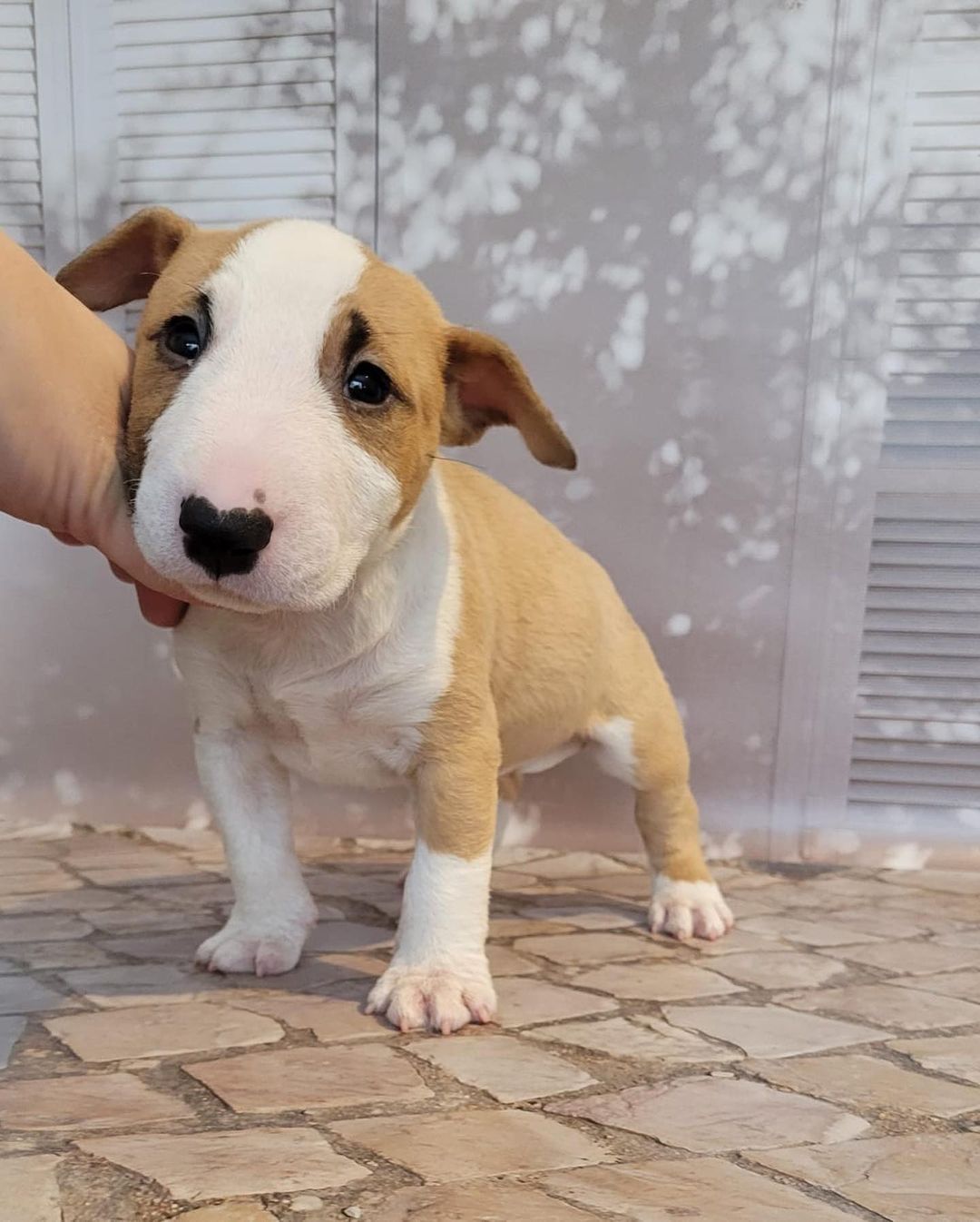 tsar_bullterrier Sam., tsar_bullterrier Sam.,