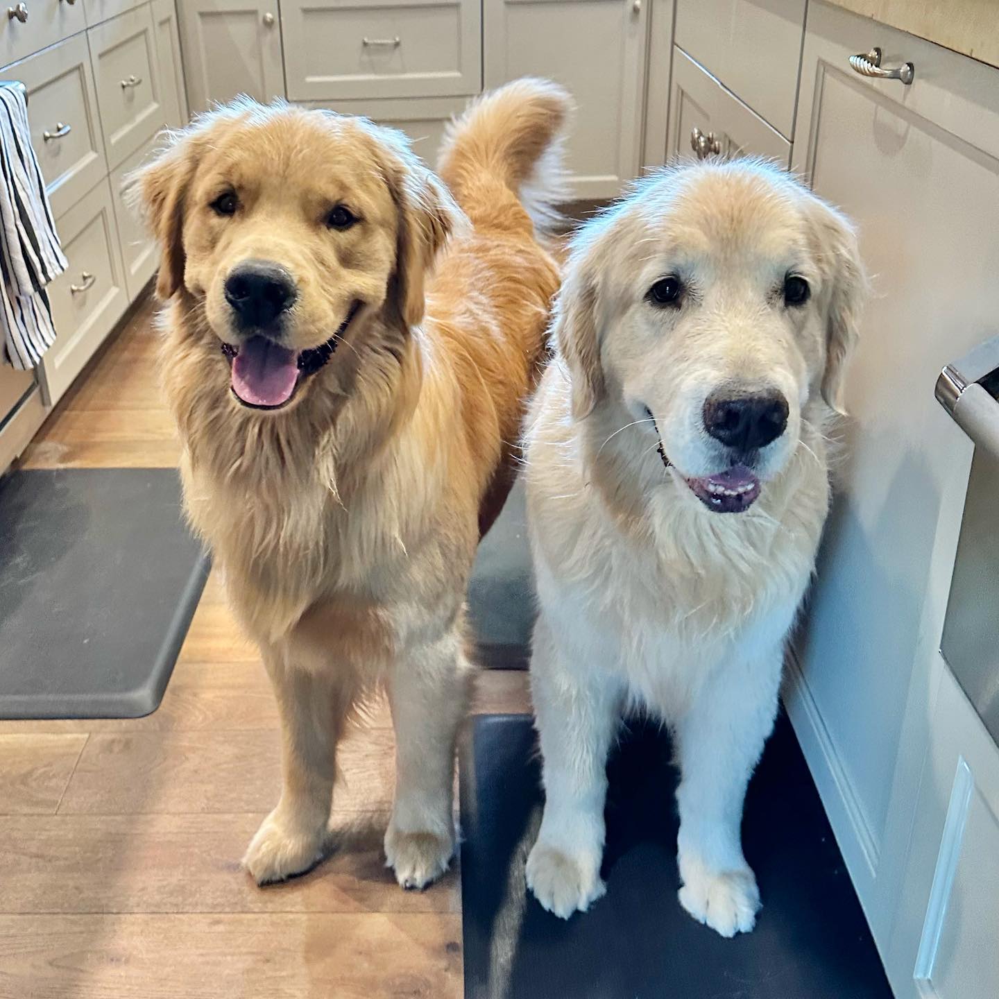 wallacethegolden_1690822394_3159169674733438942_3115796839