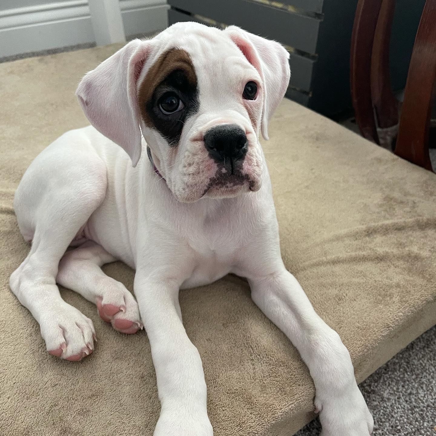 whiteboxergirl_penny_1611943858_2497488559970182064_45476531247 whiteboxergirl_penny_1611943858_2497488559970182064_45476531247