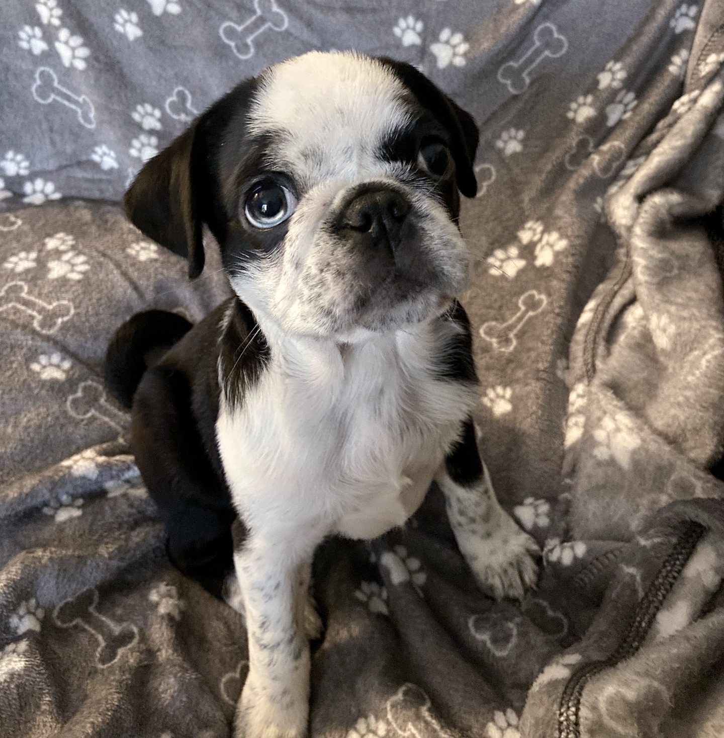 winston.the.panda.pug_1702983459_3261184081687928991_63548895515 winston.the.panda.pug_1702983459_3261184081687928991_63548895515