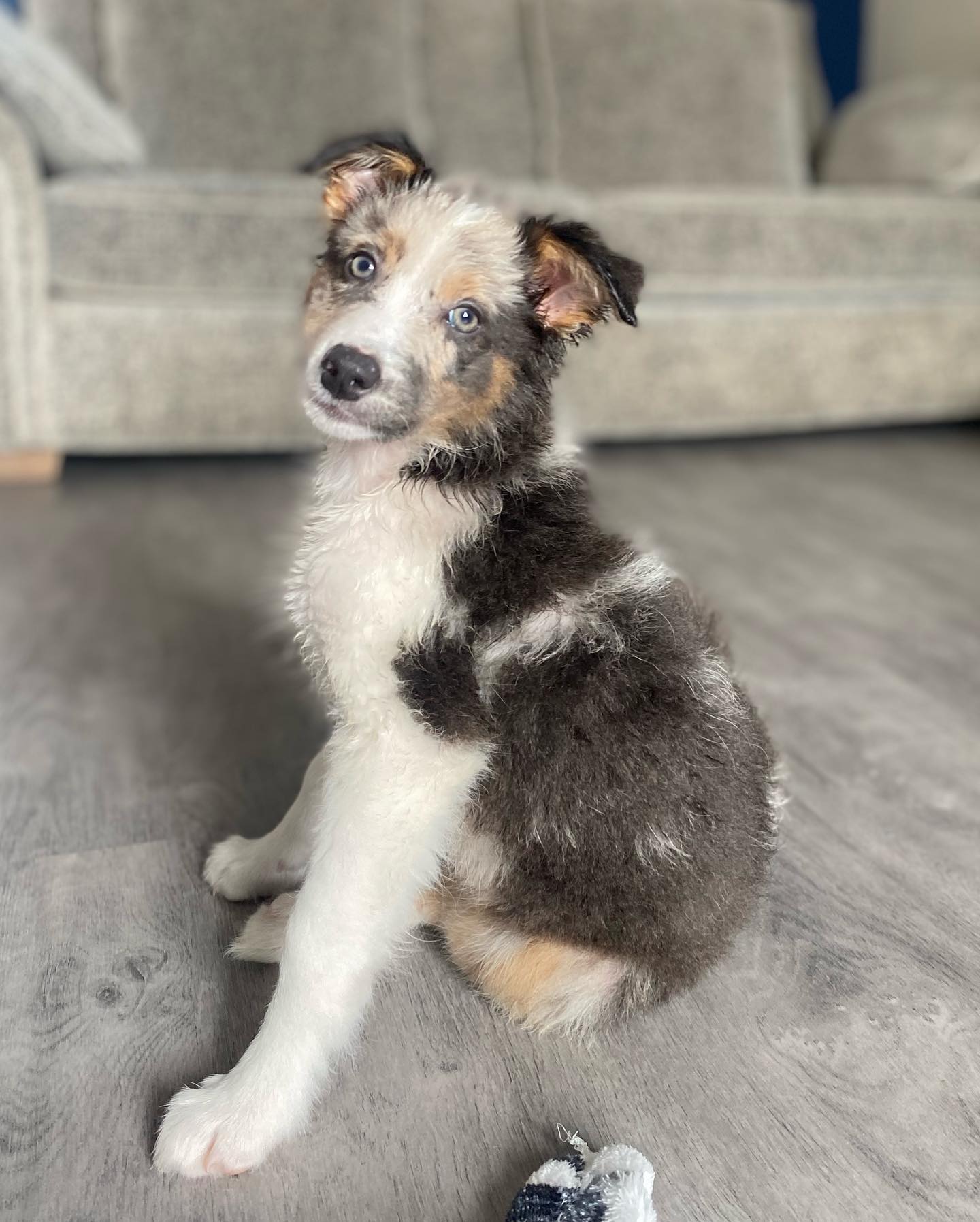 woody_the_collie__1689157786_3145205936761789602_60177710785 woody_the_collie__1689157786_3145205936761789602_60177710785